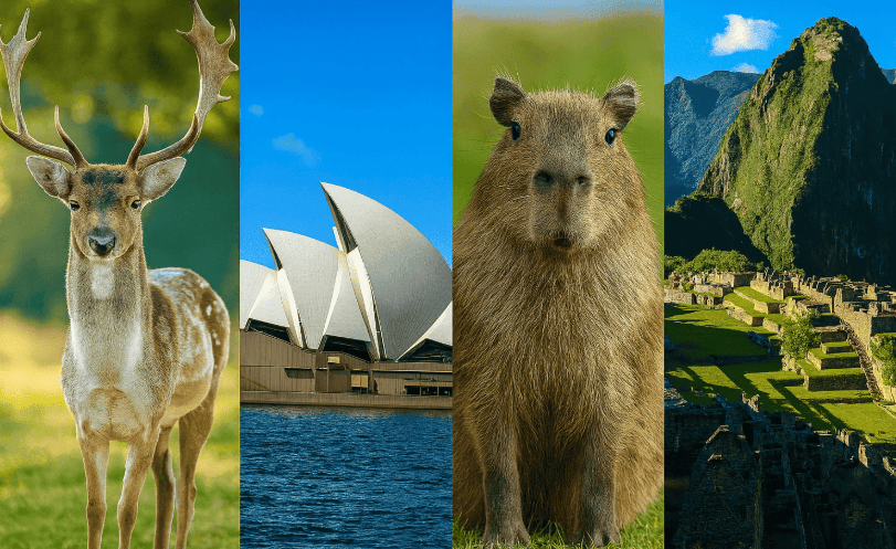 A four-panel image showing a deer, the Sydney Opera House, a capybara, and the Machu Picchu ruins, used in an Opinion Stage trivia quiz.